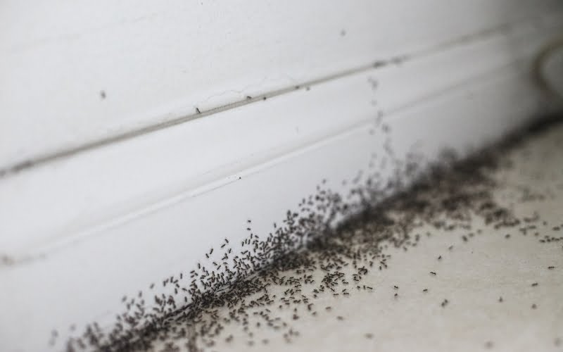 Are Landlords Responsible For Pest Control In Arkansas? landlord responsibility for pests in arkansas